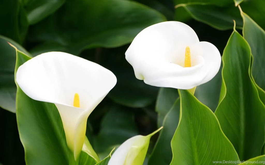 Calla Lilies Wallpapers