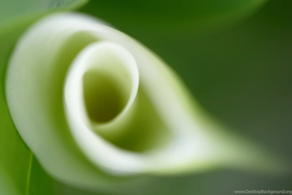 HD Calla Lily Wallpapers And Photos