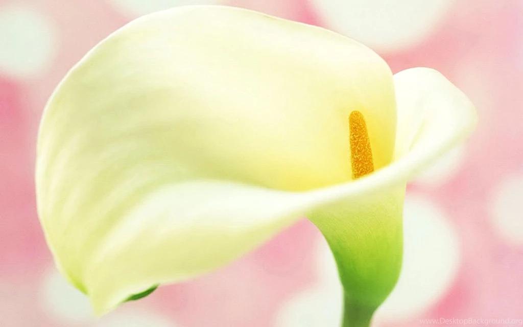 A Symbol Of The Pure And Sincere Calla Lilies Wallpapers 6 ...