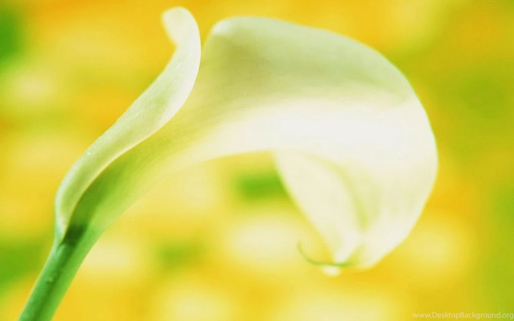 A Symbol Of The Pure And Sincere Calla Lilies Wallpapers 14 ...