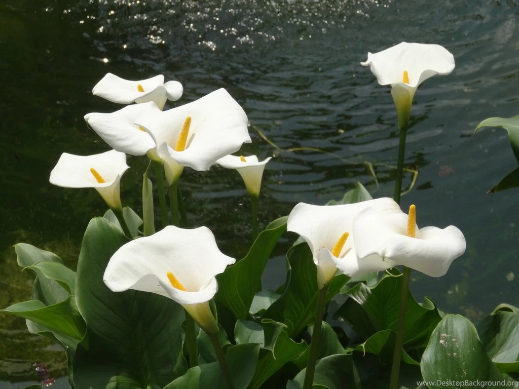 Calla Lilies Wallpapers