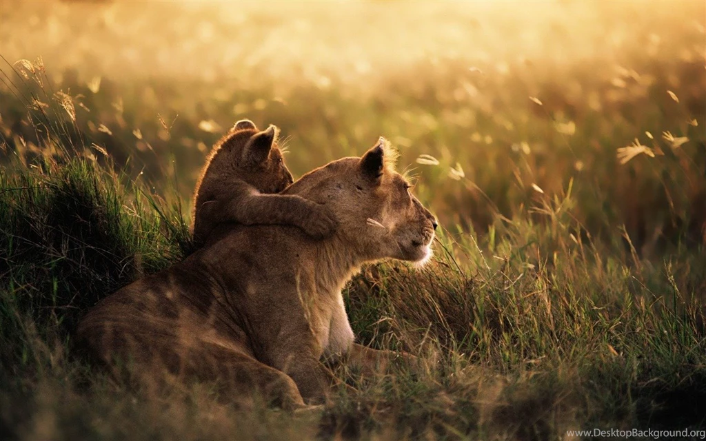 Lion Of The Serengeti National Park MAC OS X Mountain Lion HD ...