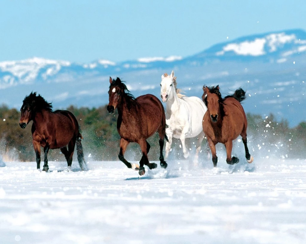 Horse wallpaper free 7 24155 HD Wallpapers