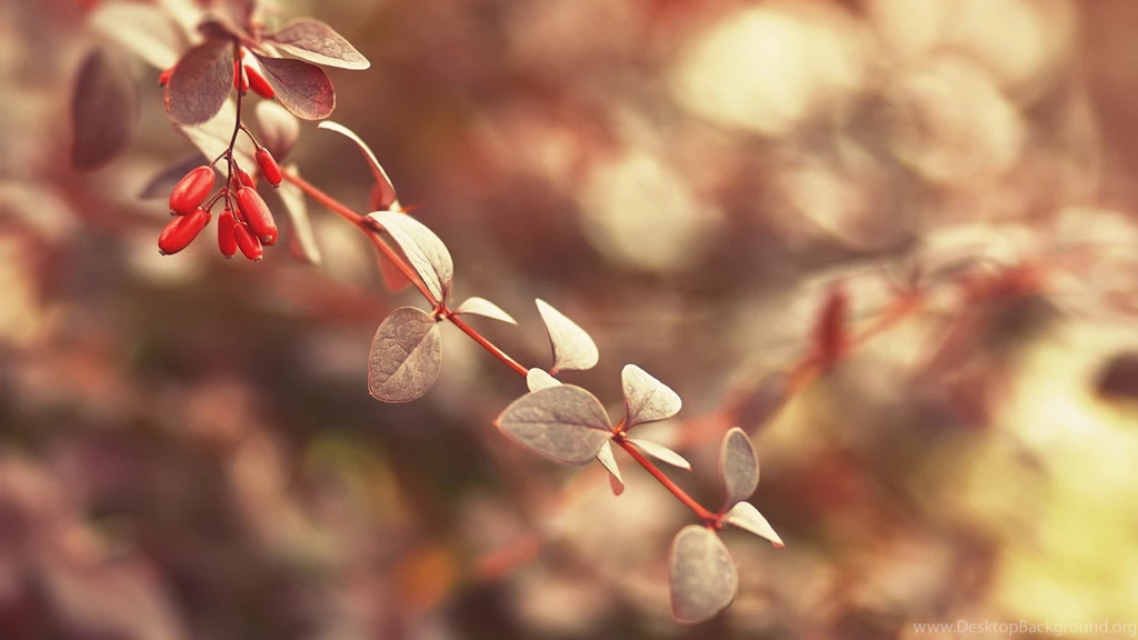 A Fruitful Branch In Clean And Clear Style, Good Looking And Quite ...