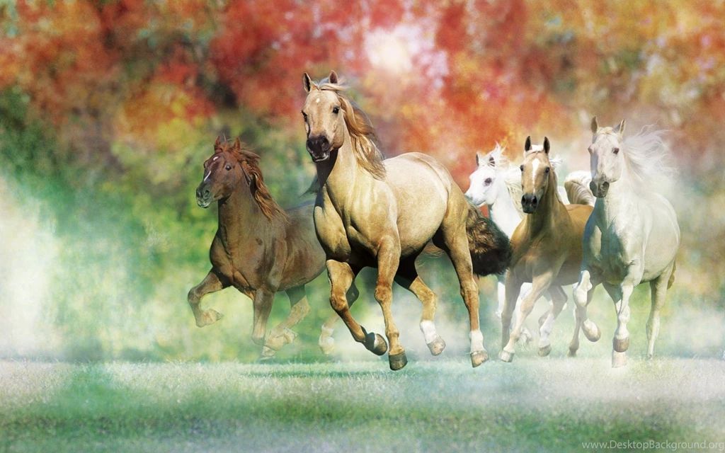 Awesome Animals Horse Wallpapers