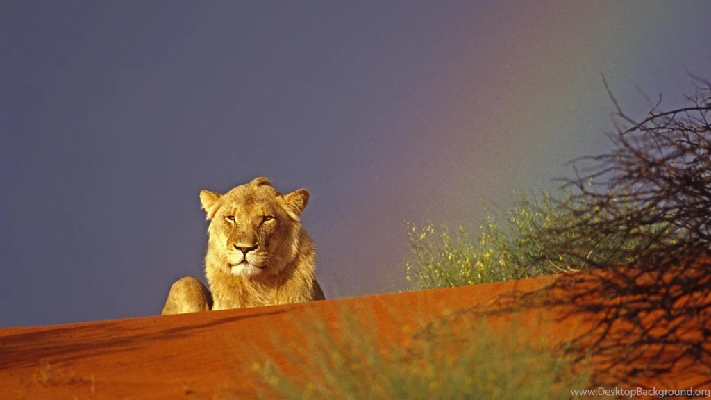 Leon Rainbow Backgrounds >> HD Wallpaper, Get It Now!