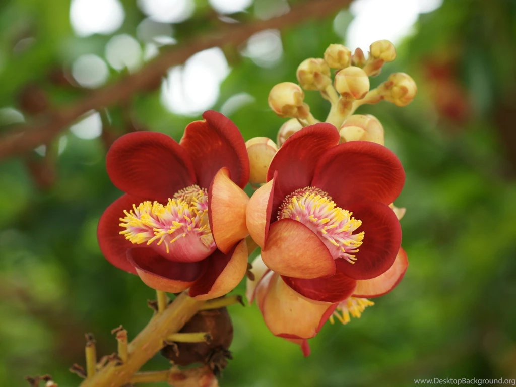 Most Beautiful Flowers Wallpapers Wallpapers High Definition