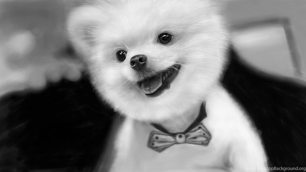 Funny Hd Wallpapers 1080P   Widescreen HD Wallpapers