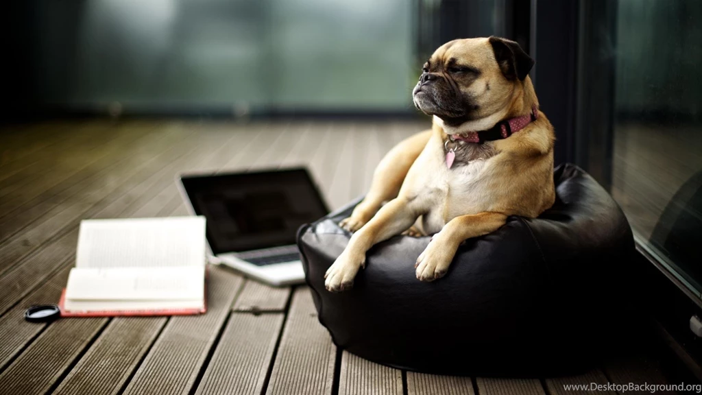 Funny Vodafone Dog Hd Wallpapers   Free Hd Wallpapers