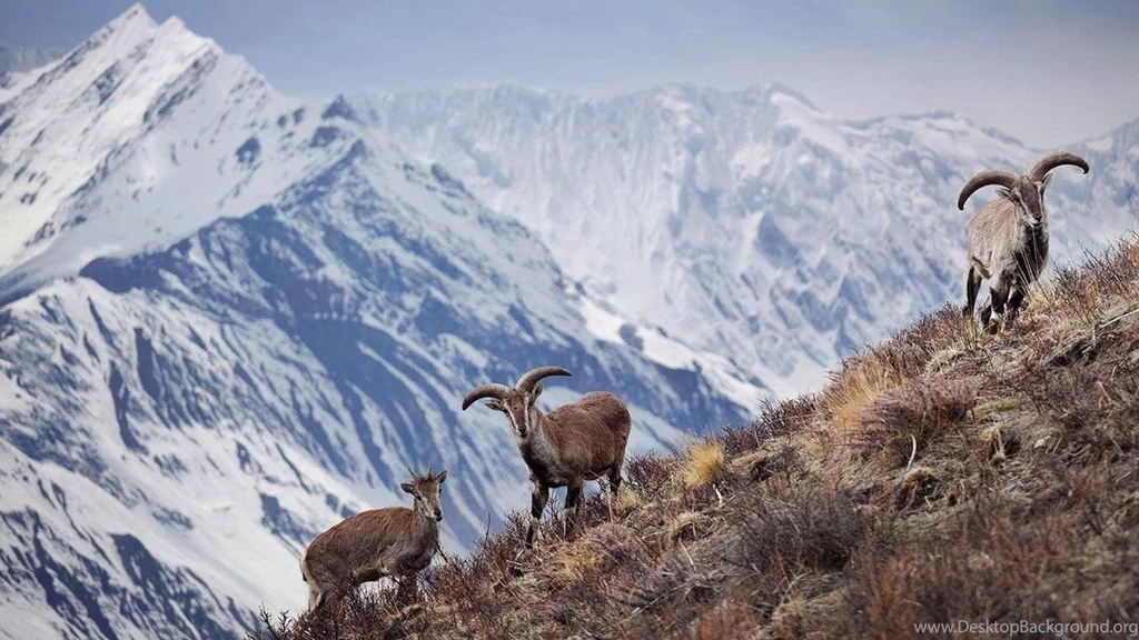 Beautiful Nepal Wallpapers! Android Apps On Google Play