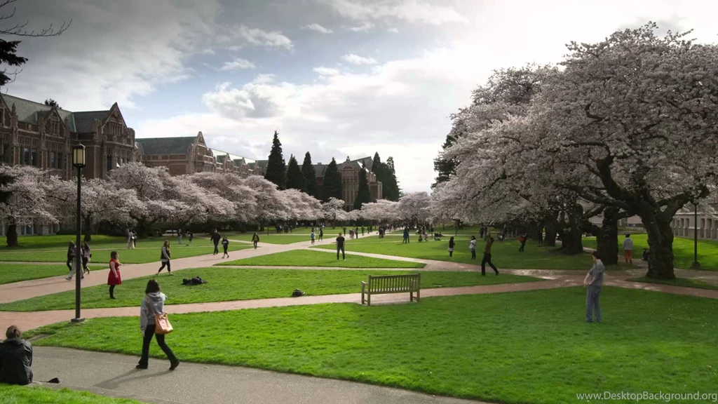 University Of Washington Cherry Trees YouTube