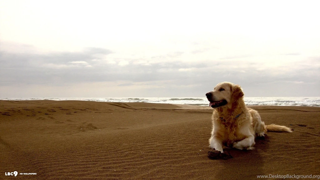 Golden Retriever Wallpapers 3/6