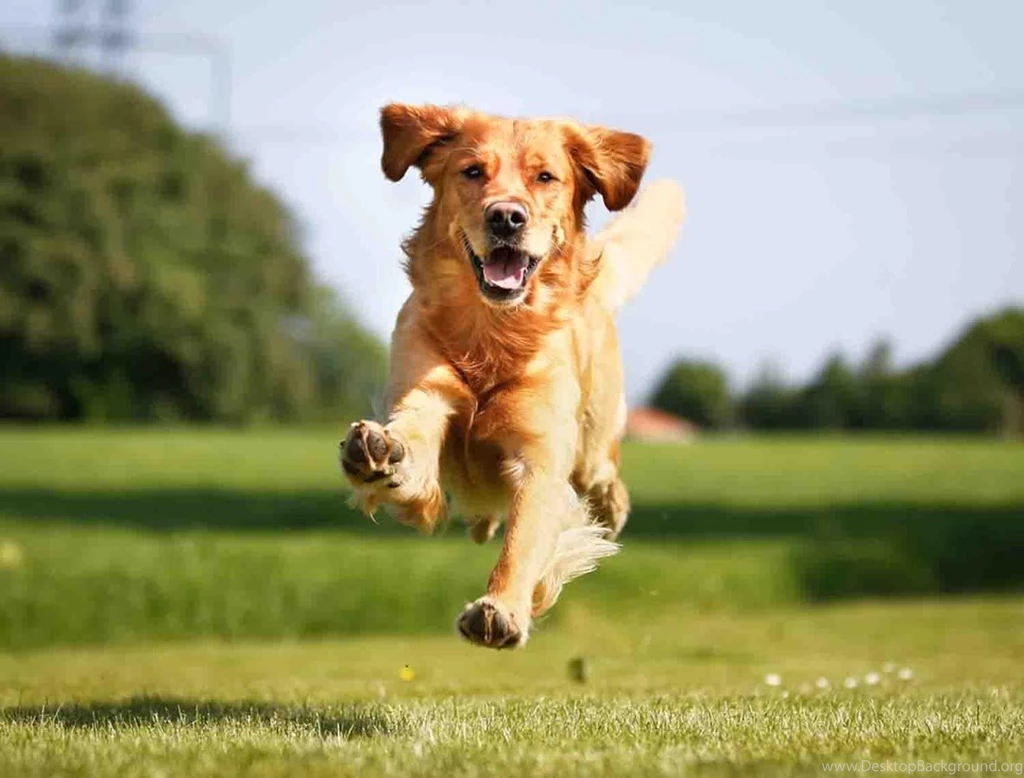 Golden Retriever Wallpapers Android Apps On Google Play