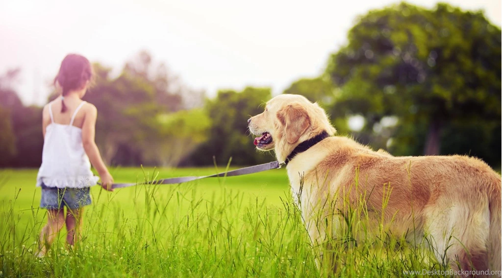 Desktop Hd Images Of A Golden Retriever Dog