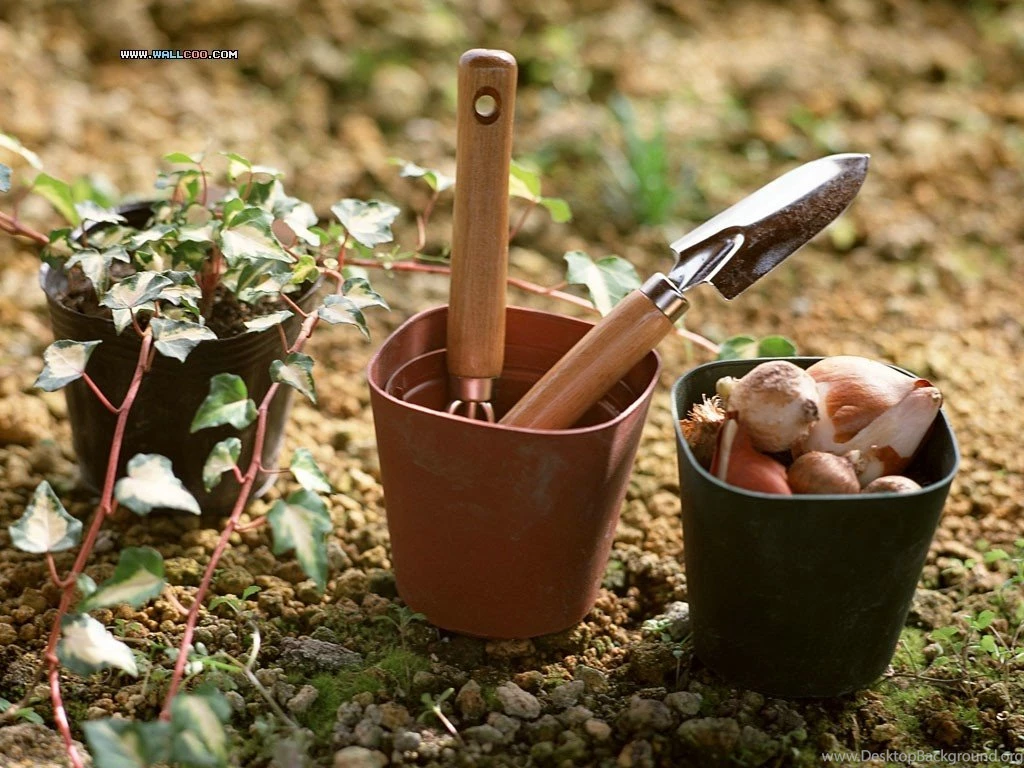 Family Garden Backyard Gardening Wallpapers 1024x768 NO.17 ...
