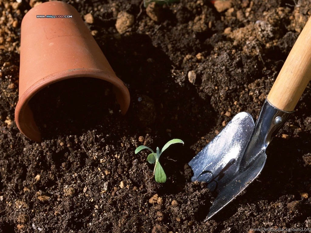 Family Garden Backyard Gardening Wallpapers 1024x768 NO.16 ...