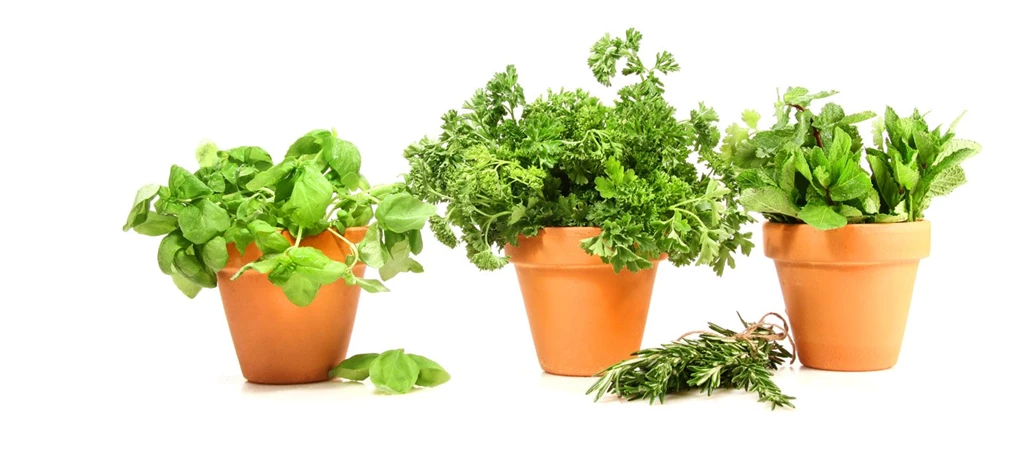 Bonsai 6957   Gardening   Flowers