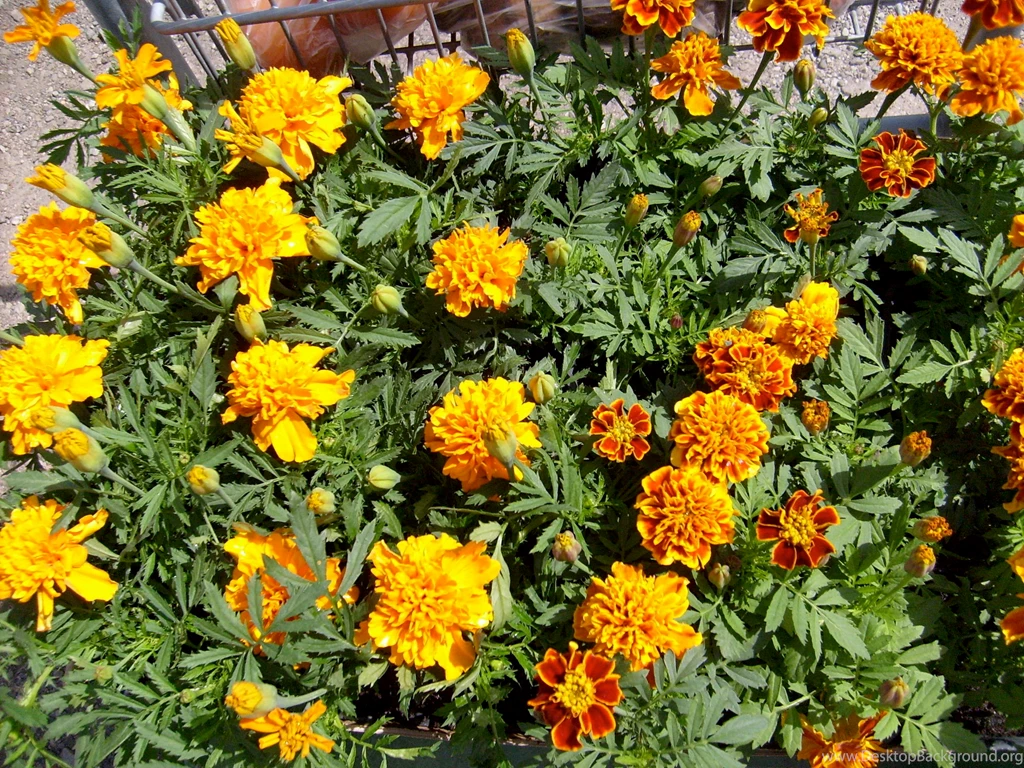 Spring Flowers Gardening Wallpapers (1417289) Fanpop