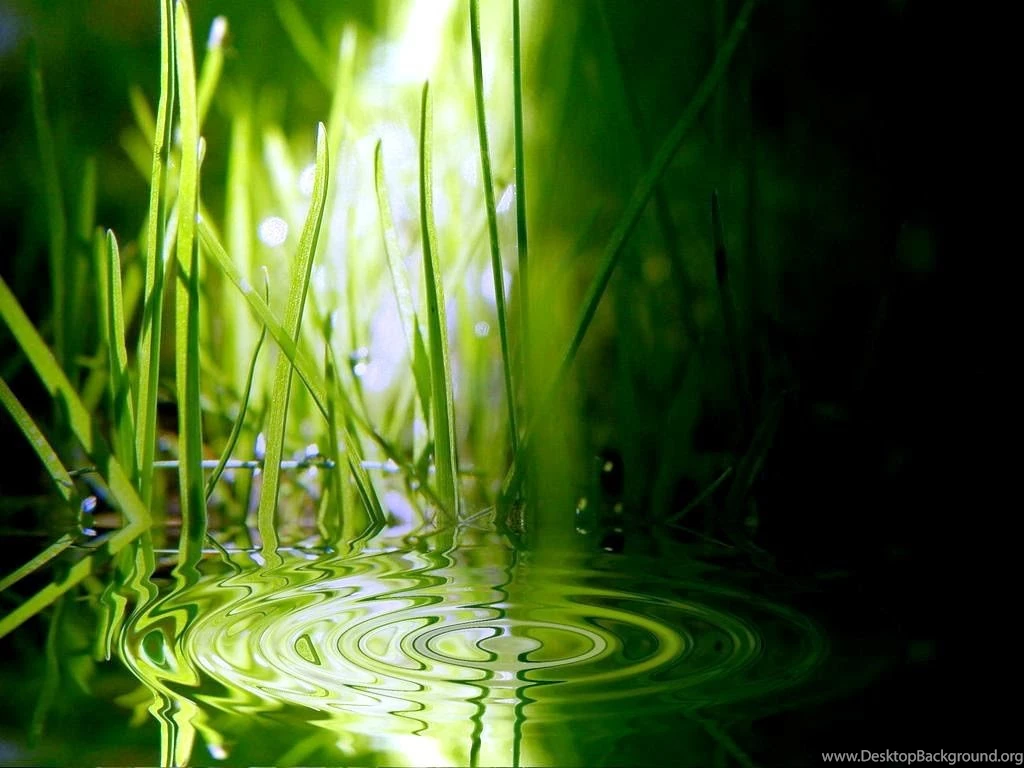 Green Grass Live Wallpapers YouTube