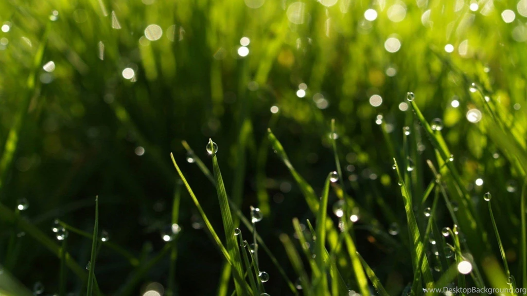 Beautiful Rain Drops On Green Grass Live Wallpapers Free Download