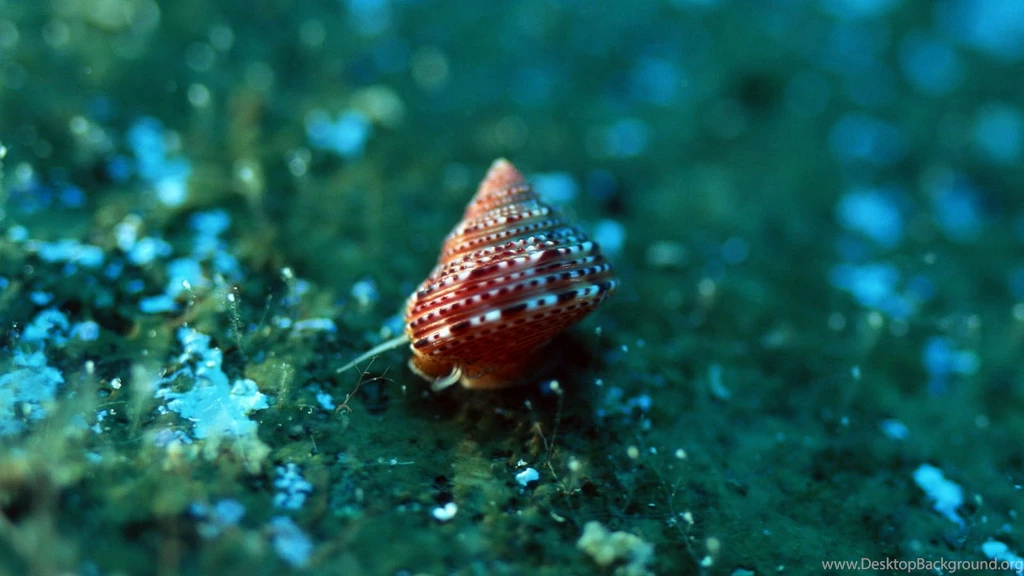 Full View Snails Wallpaper, Downloads Snails Food, Snails HD ...