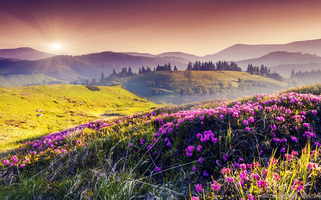 Download Hills Flowers Field Nature Landscape HD Wallpapers