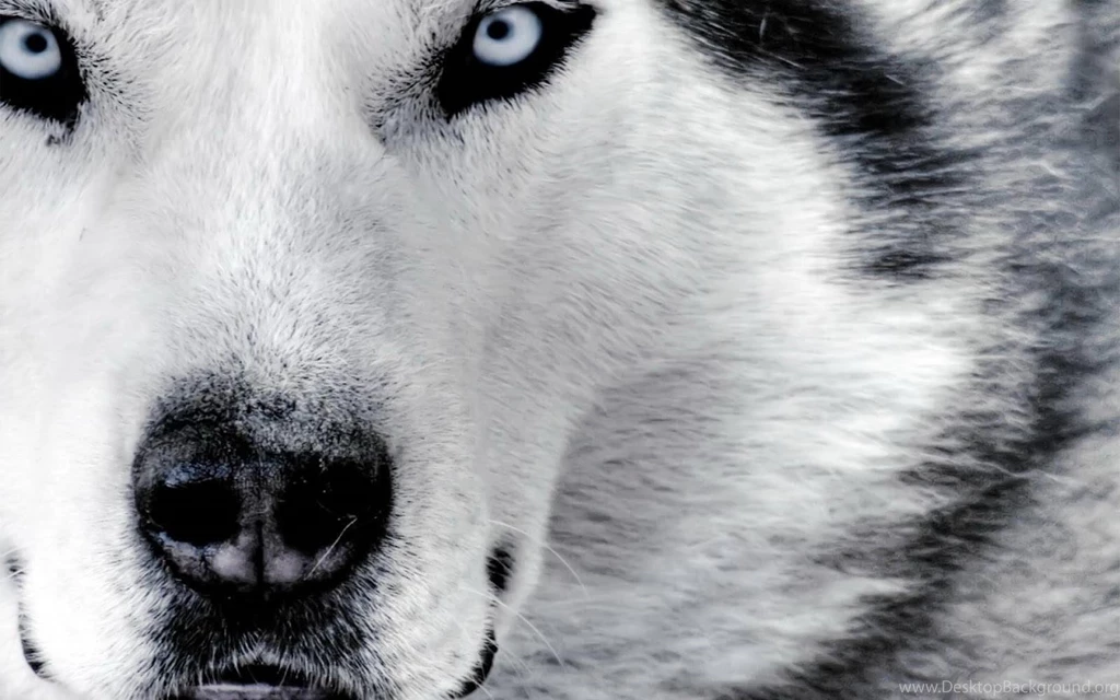 Cool White Wolf Backgrounds