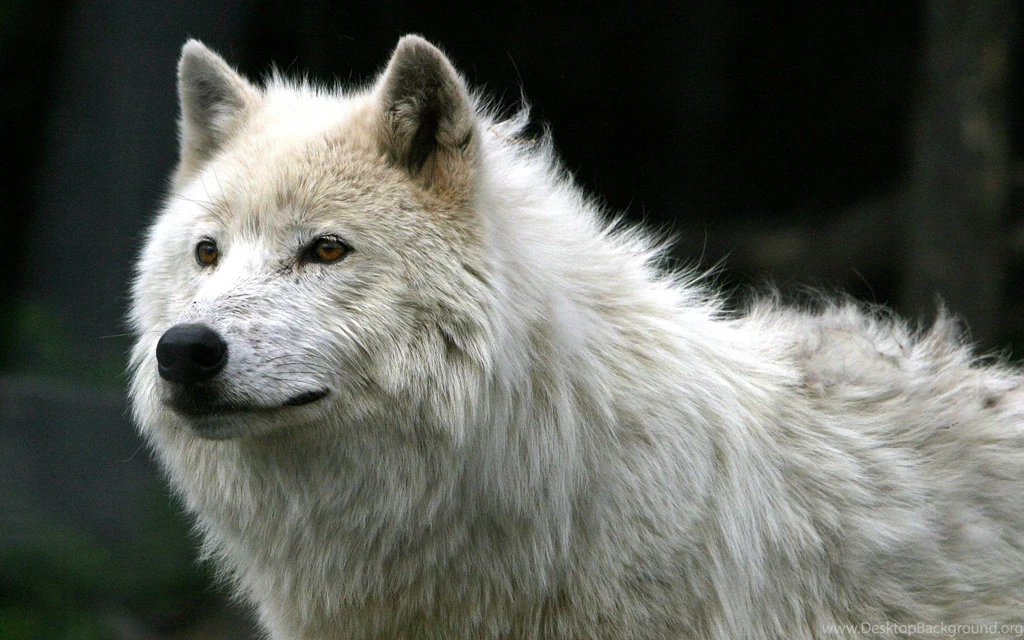 Image   Hd wallpapers beautiful white wolves wolf desktop ...
