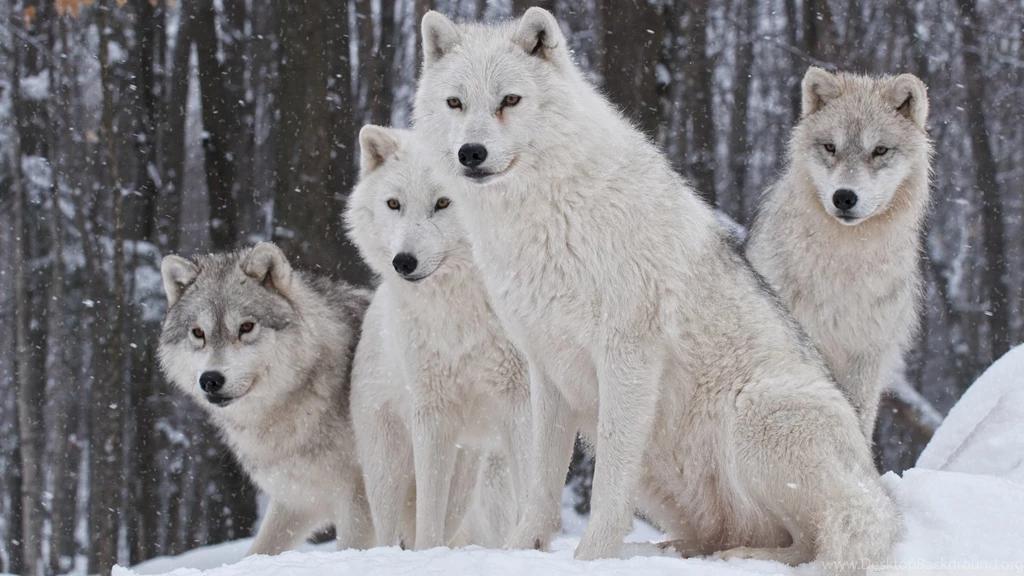 White Wolves Pack HD Desktop Wallpapers : Widescreen : High ...