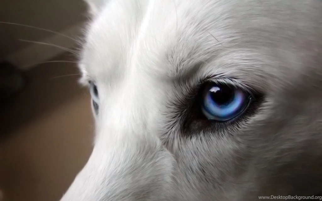 Free HD Wolf Wallpapers Wallpapers Cave