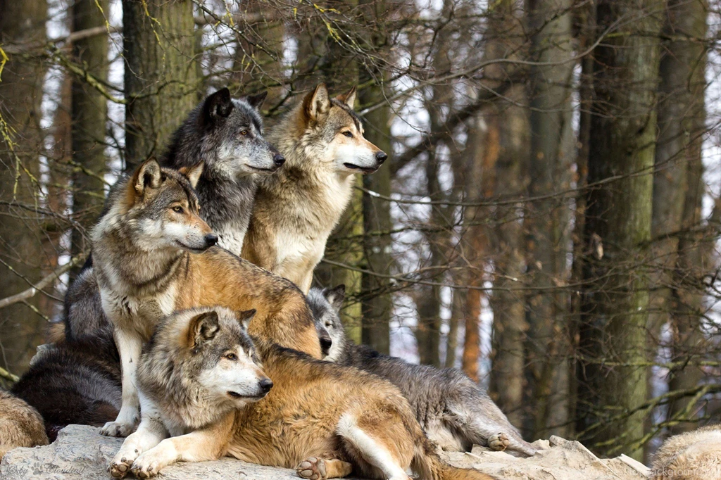 805 Wolf HD Wallpapers