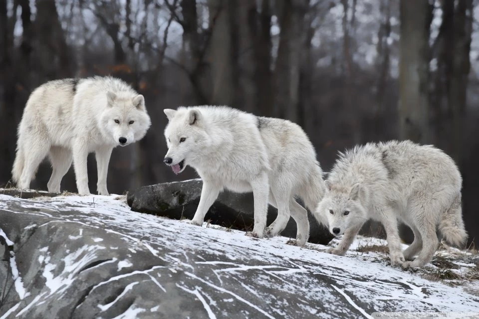 White Wolves Pack HD Desktop Wallpapers : Widescreen : High ...