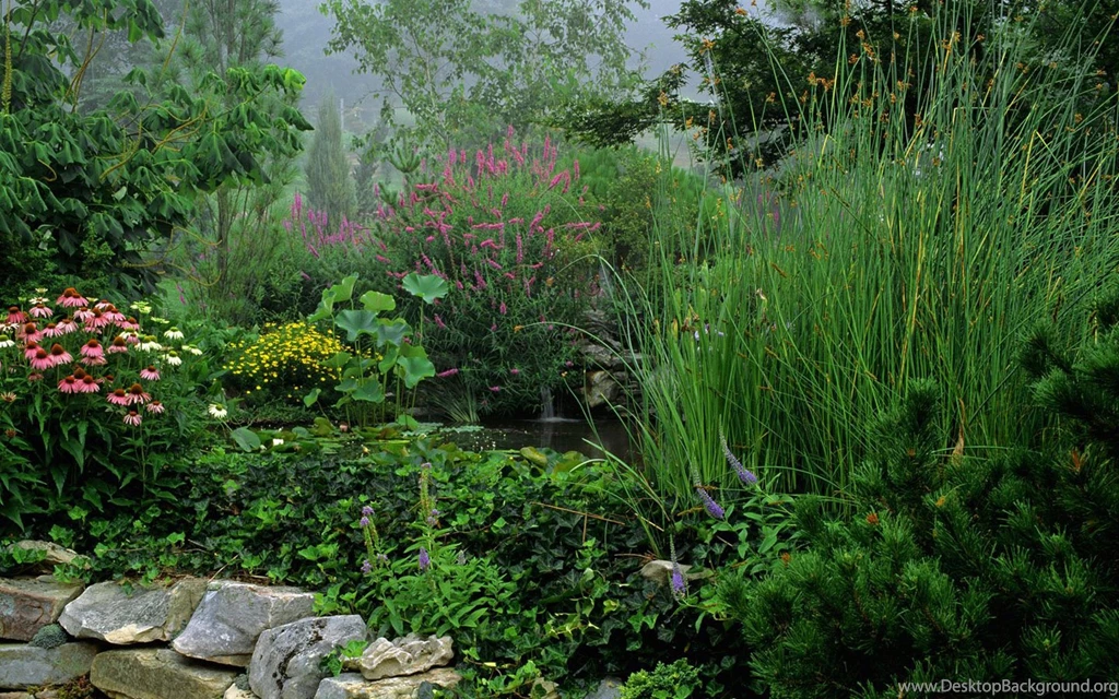 Free High Resolution Forest Images