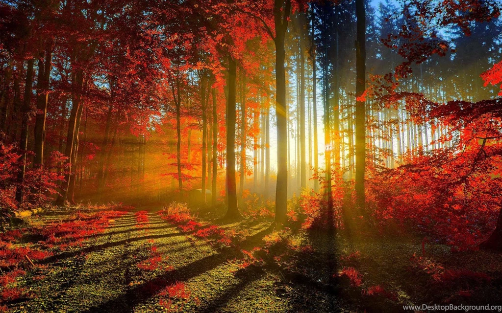 Scenery Wallpapers