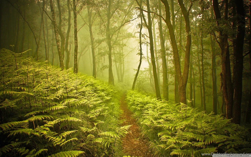 Forest Path S Wallpapers