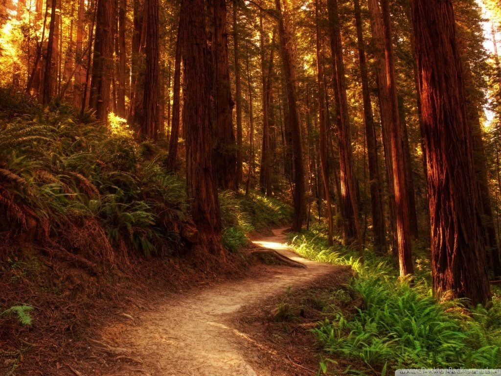Forest Path HD Desktop Wallpapers : Fullscreen : Mobile : Dual Monitor