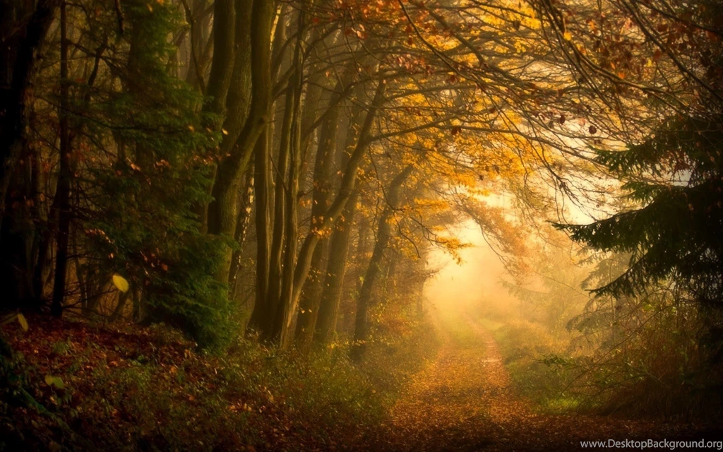 Stunning Forest Path