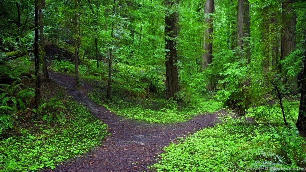 Forest Path Hd Wallpapers