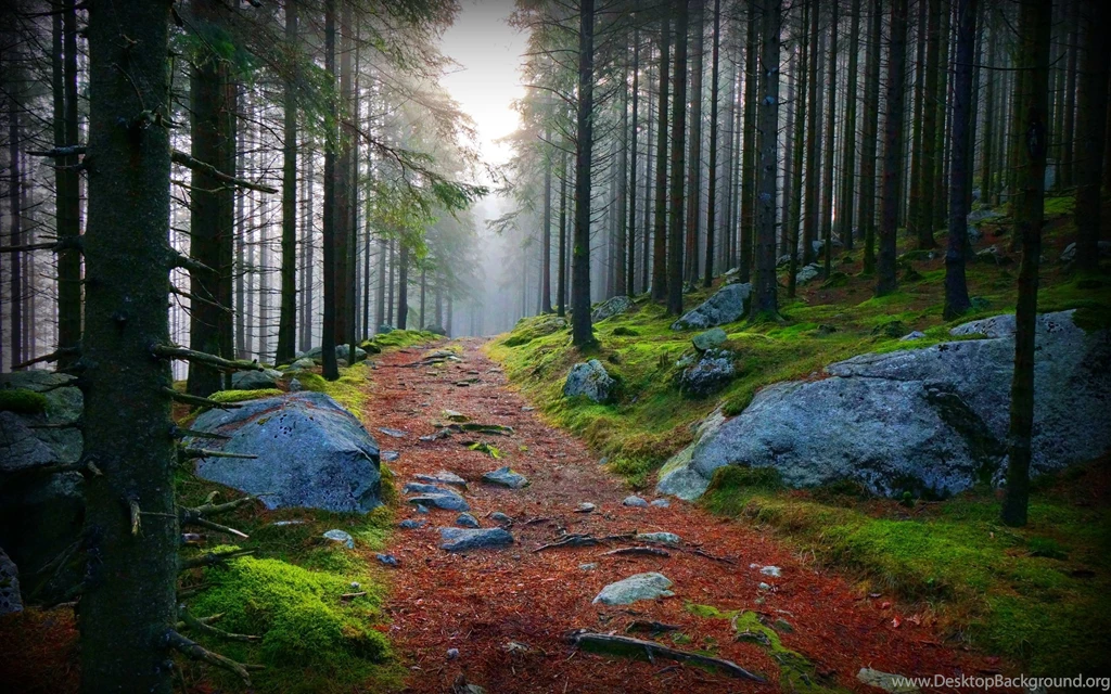 Forest Path Wallpapers And Images   Wallpapers, Pictures, Photos