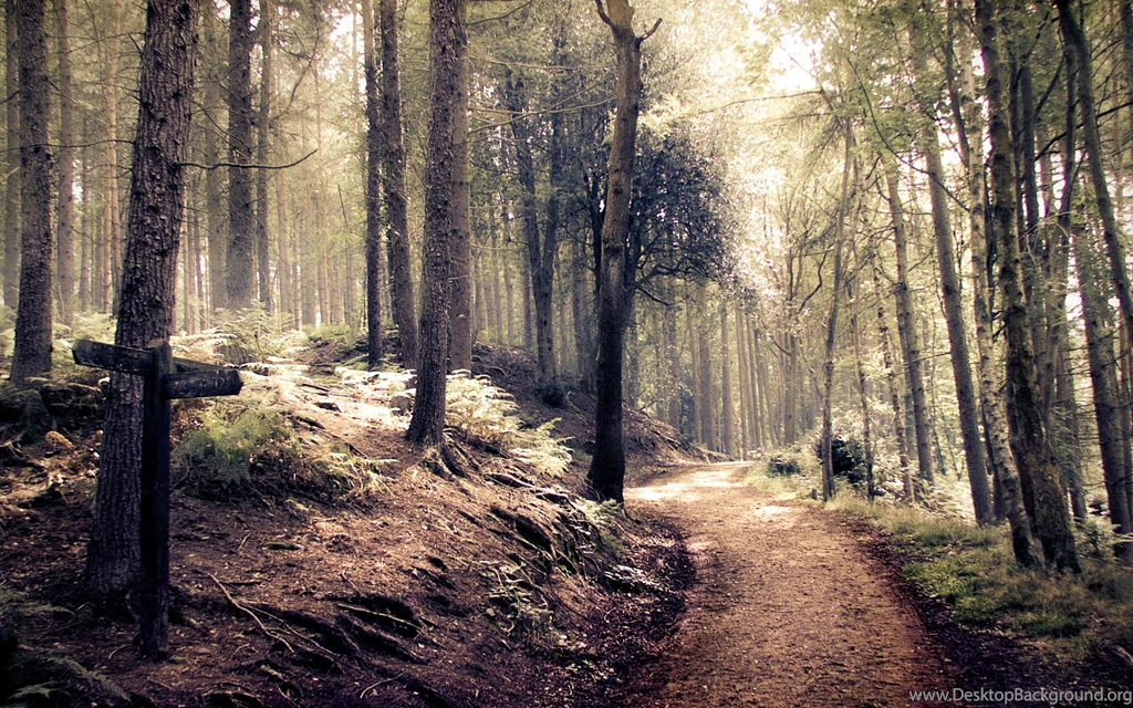 Forest Path HD Wallpapers
