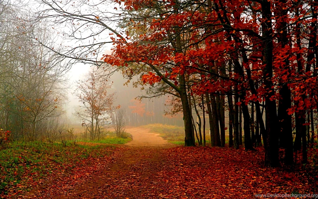 Forest Path Wallpapers