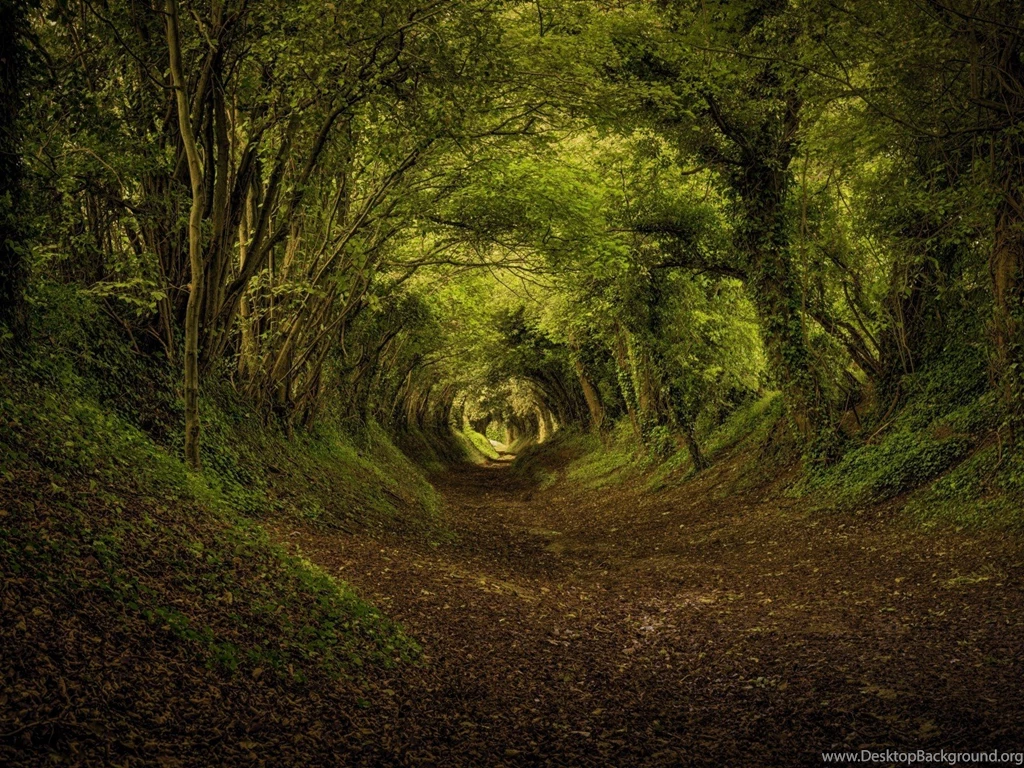 Forests Path Dreams Forest Rays Nature Spring Best Wallpapers ...
