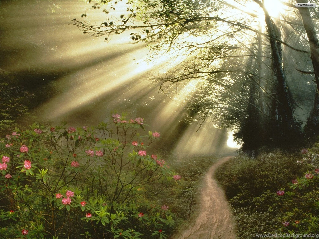 YouWall Sunny Forest Path Wallpapers Wallpaper,wallpapers,free ...