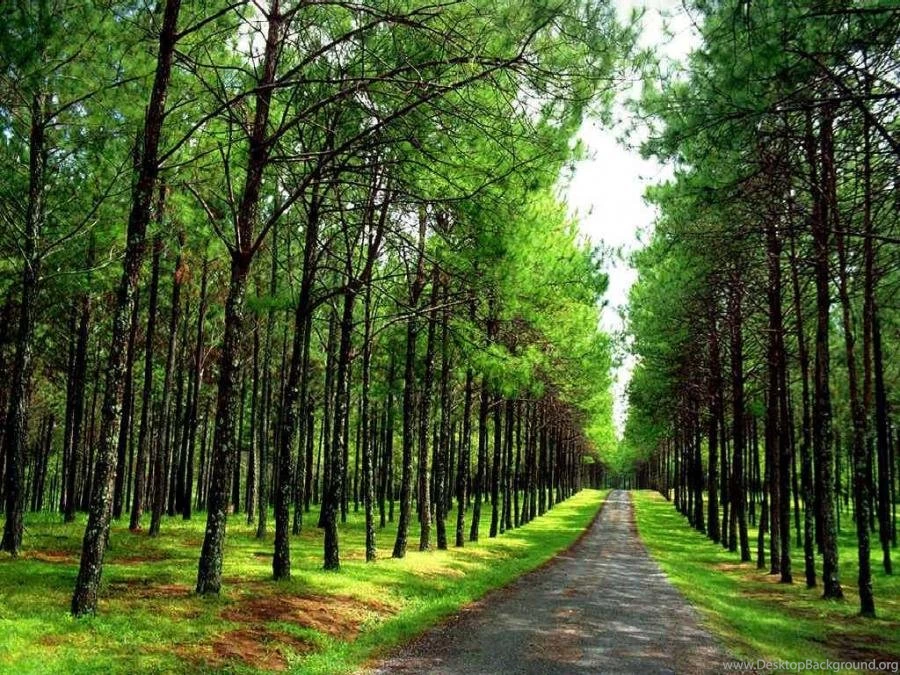 Forest Path Wallpaper. Courtesy Http://www.vistawallpapers.com ...