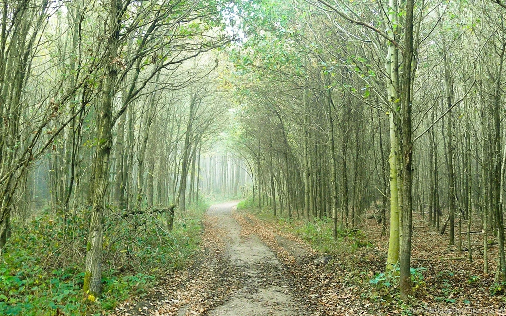 Forest Path Foliage Plants Wallpapers