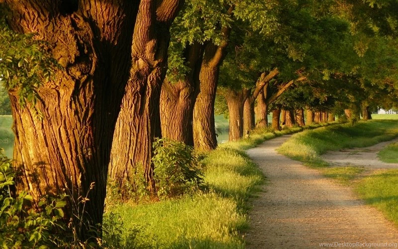 Landscapes Nature Trees Forest Path 2400x1500 Wallpapers – Nature ...
