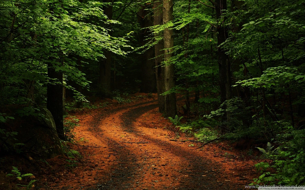 Beautiful Forest Path Wallpapers Full HD [2560x1600]   Free ...