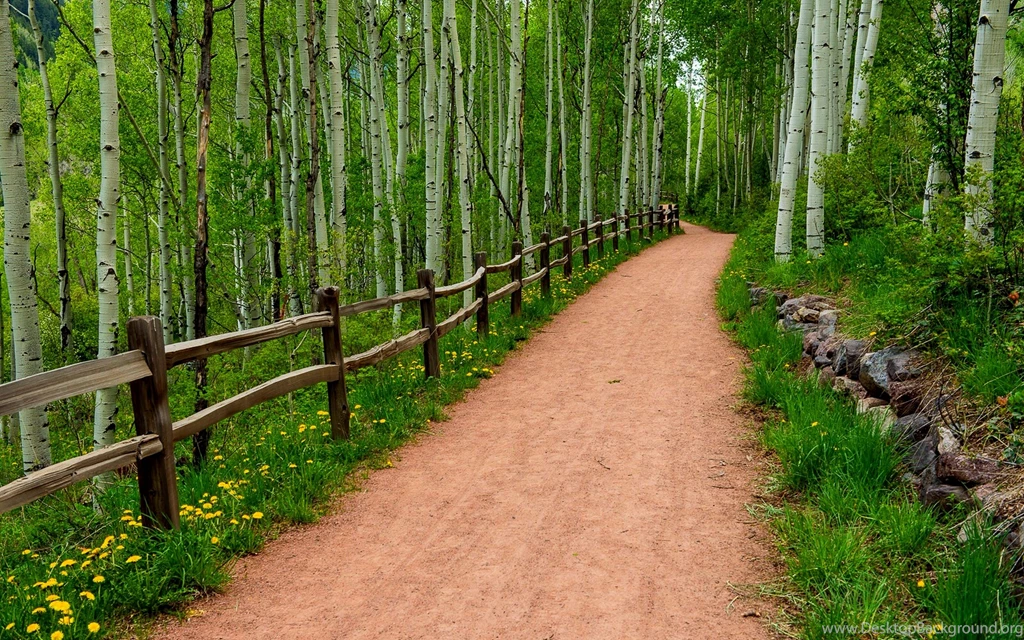 Forest Path Widescreen Wallpapers 13111 2880x1800   UMad.com