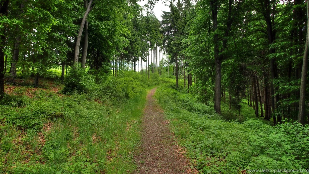 Download Wallpapers 1920x1080 Forest, Path, Landscape Full HD 1080p ...