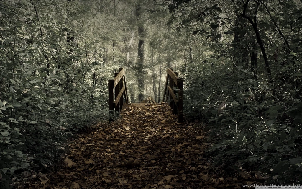 Forest Path Wallpapers Full HD [2560x1600]   Free Wallpapers Full Hd ...